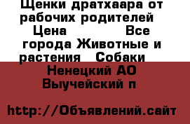 Щенки дратхаара от рабочих родителей › Цена ­ 22 000 - Все города Животные и растения » Собаки   . Ненецкий АО,Выучейский п.